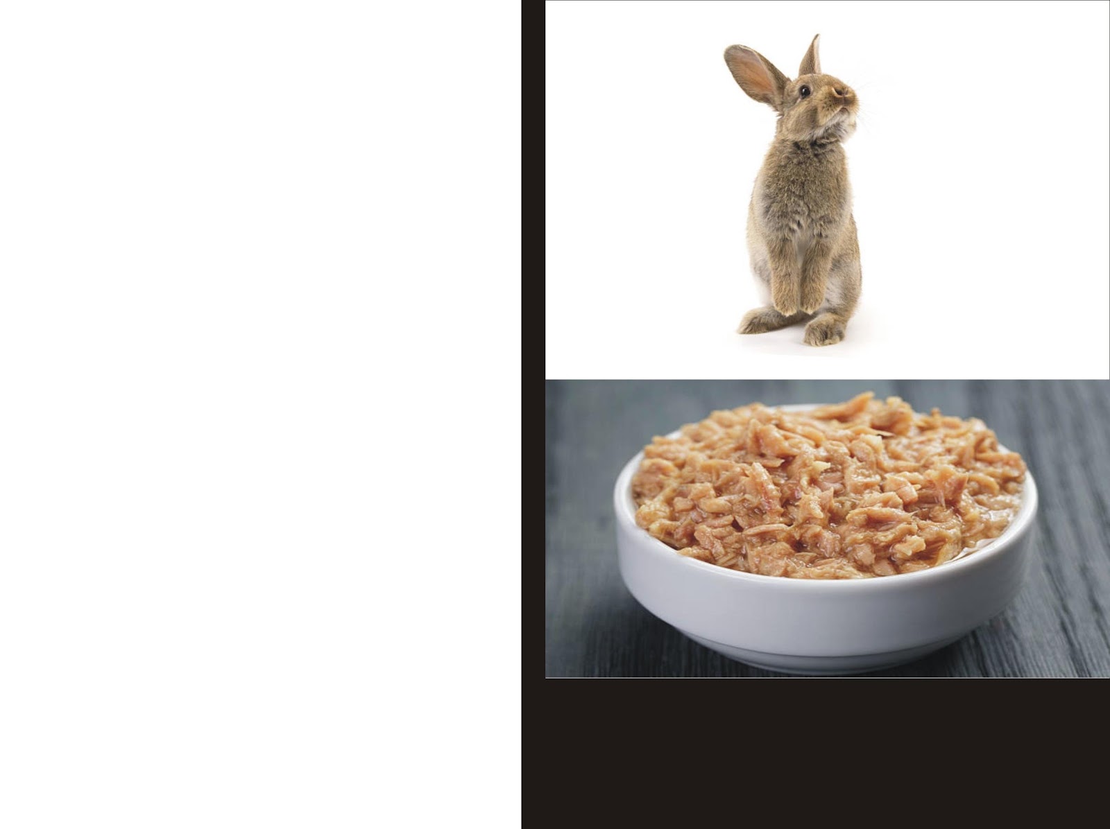 Why Rabbits Eat Cat Food_ A young pet rabbit and a white bowl of wet cat food