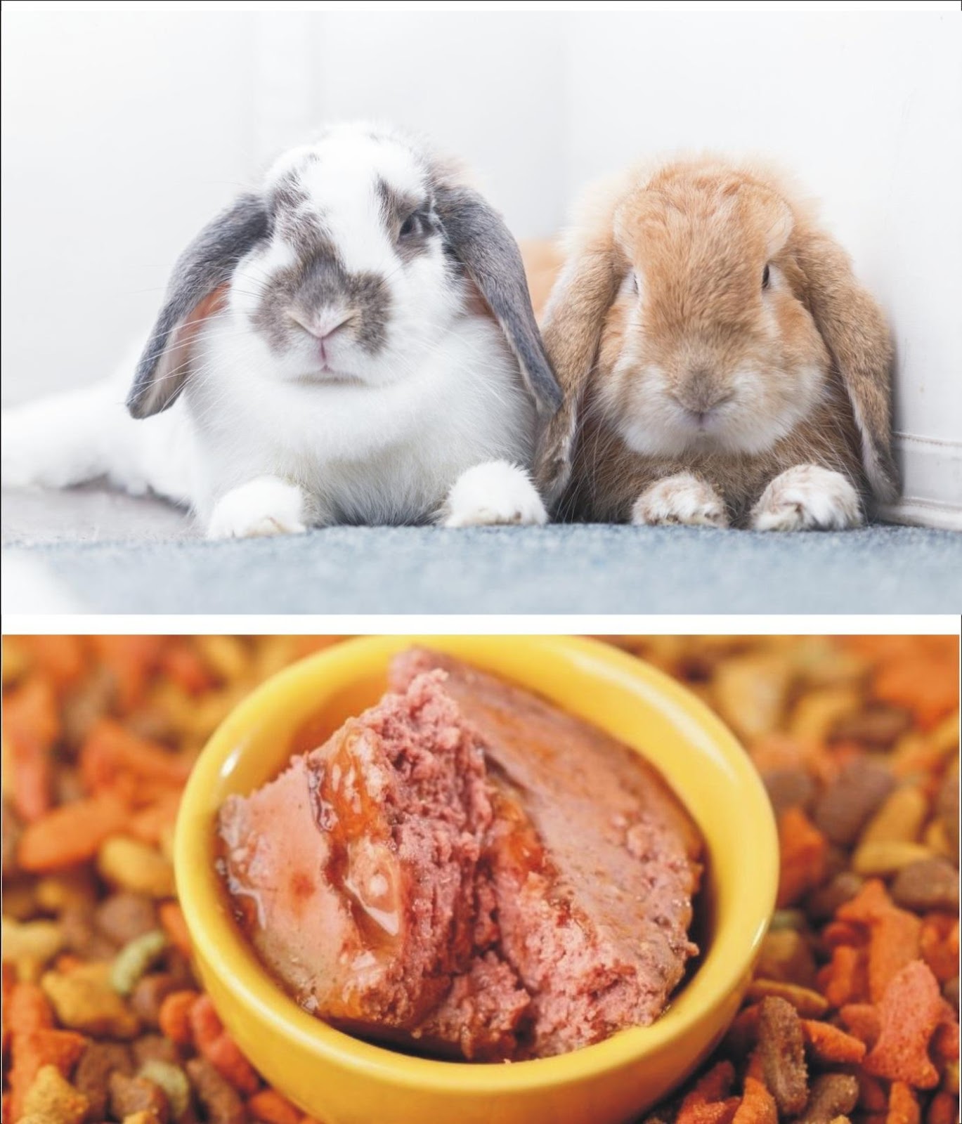 Why Rabbits Eat Cat Food_ Two adult pet rabbits and a bowl of very wet cat food