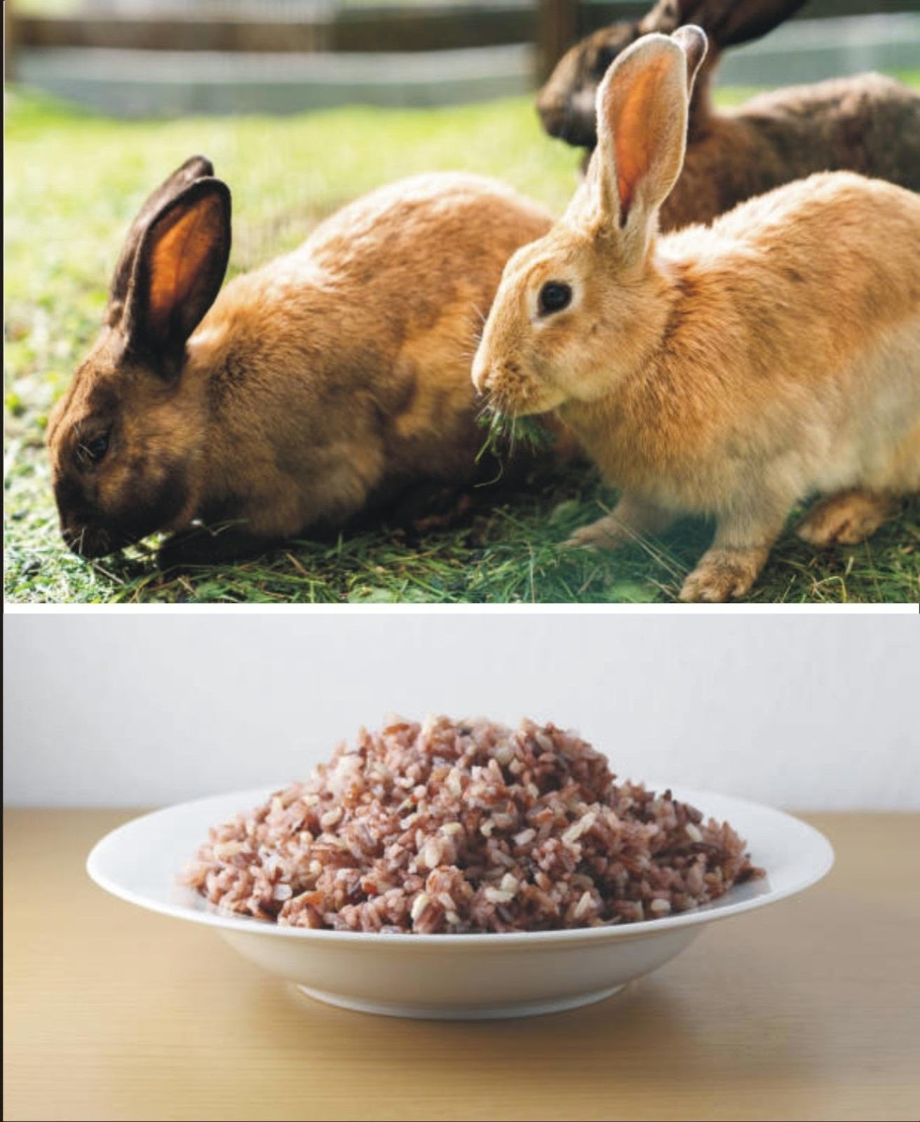 Why Rabbits Eat Cat Food_ Two cinnamon rabbits and a white plate of cooked brown Thai rice with berries