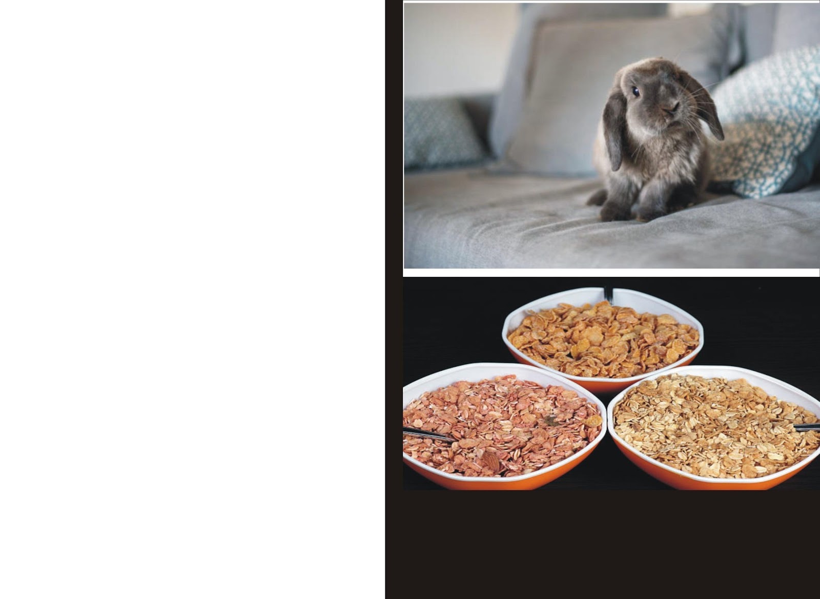 Why Rabbits Eat Cat Food_ white rabbit sitting on a mattress and bowls of dry cereals
