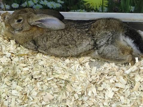 can rabbits eat aspen shavings_ a rabbit inside wood shavings bedding