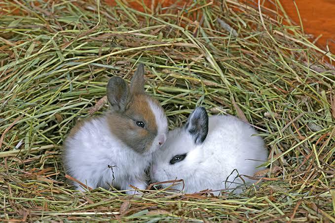 can rabbits eat aspen shavings_ two rabbits and hay bedding
