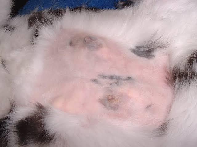 do male rabbits have nipples_ an abnormal (mastitis) nipple