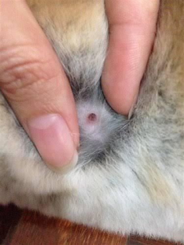 do male rabbits have nipples_ the nipple of a rabbit