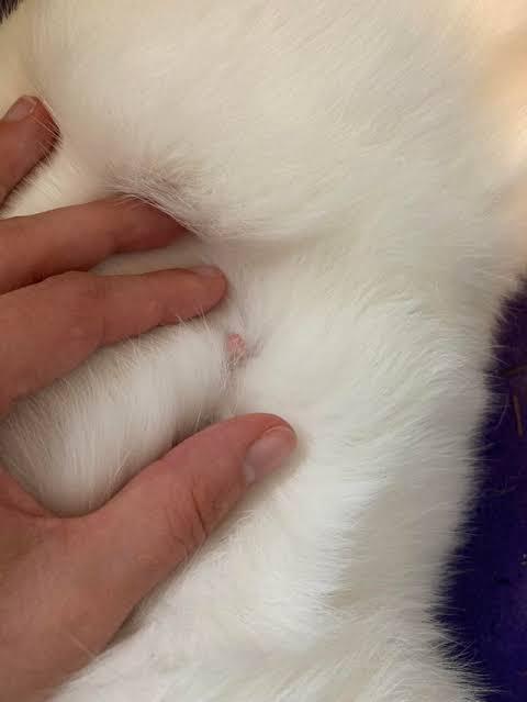 do male rabbits have nipples_ the nipple of a rabbit