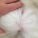Do Male Rabbits Have Nipples?