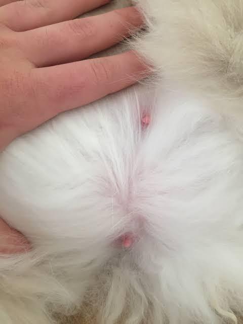 do male rabbits have nipples_ the nipples of a rabbit