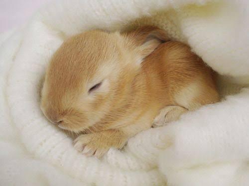 do rabbits dream_ a rabbit sleeping