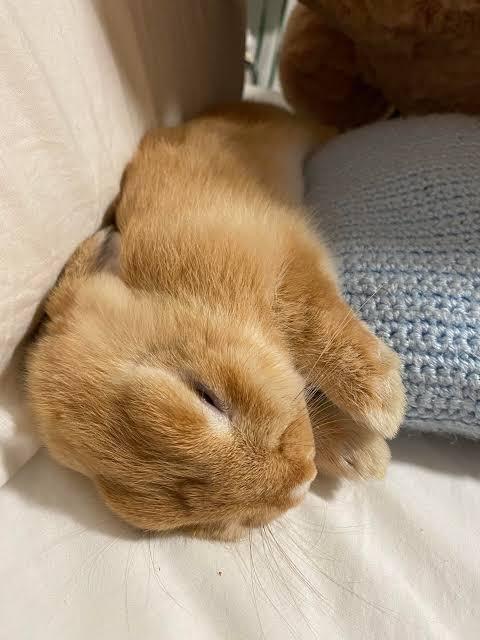 do rabbits dream_ a rabbit sleeping