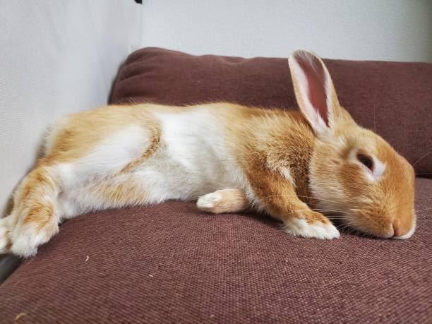 do rabbits dream_ a rabbit sleeping