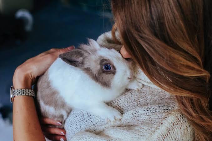 how to get your rabbits to cuddle with you_ a woman cuddling her rabbit