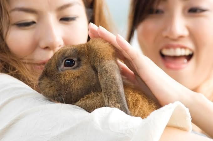 how to get your rabbits to cuddle with you_ two ladies cuddling a rabbit.
