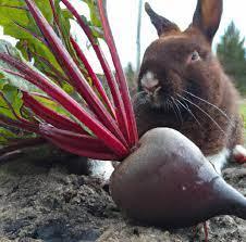 Can Rabbits Eat Beet Greens_ a rabbit and a beet green