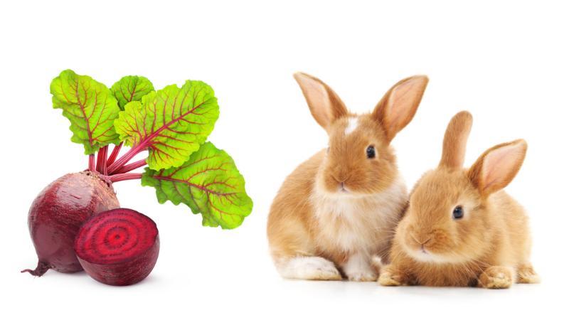 Can Rabbits Eat Beet Greens_2 rabbits and beet greens plant