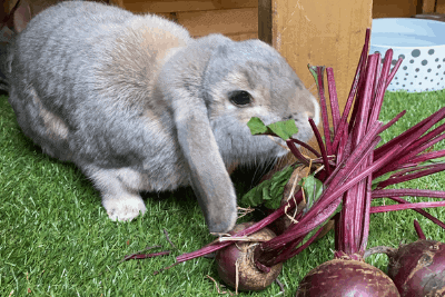 Can Rabbits Eat Beet Greens_a rabbit eating beet leaves