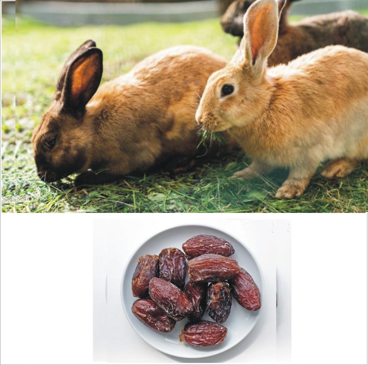 Can Rabbits Eat Dates _A group of brown rabbits approaching a ton of hay with a white plate filled with dried date fruits