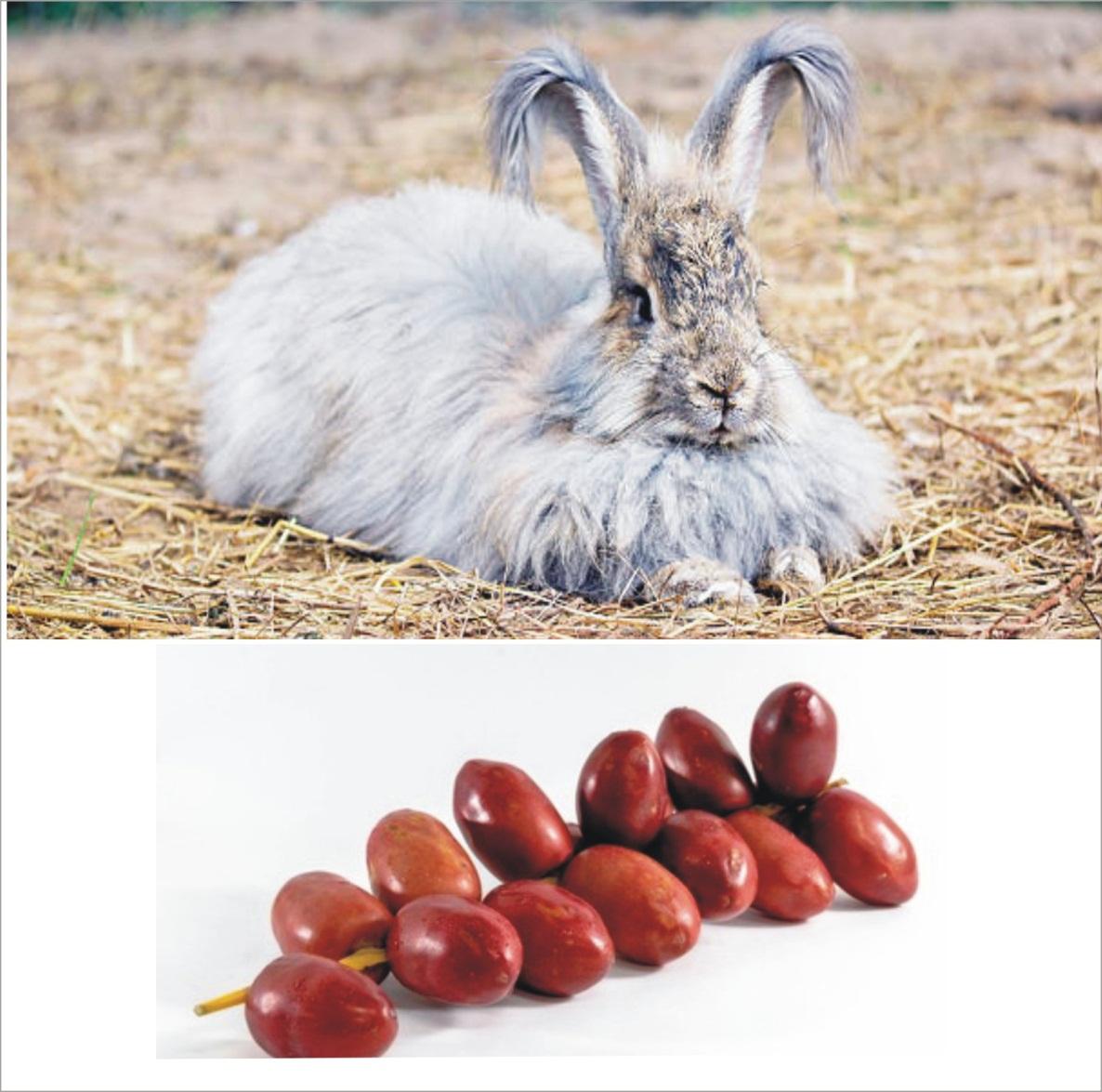 Can Rabbits Eat Dates _A hairy adult rabbit with long hairs sitting on dry grass and a bunch of fresh red dates