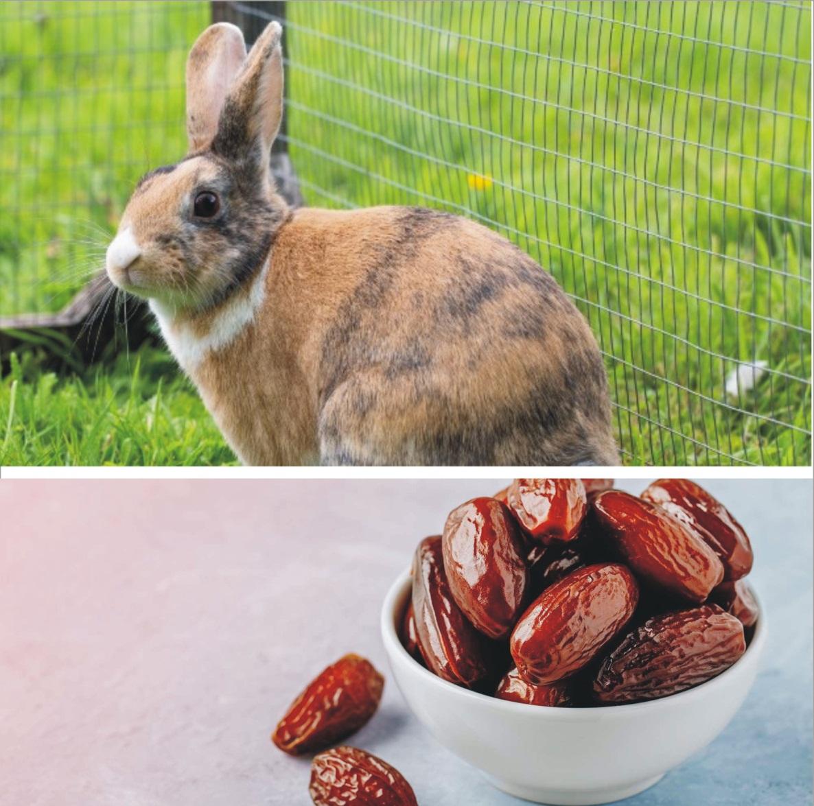 Can Rabbits Eat Dates _A well-grown brown rabbit sitting in a netted cage with a white bowl overfilled with dried date fruits