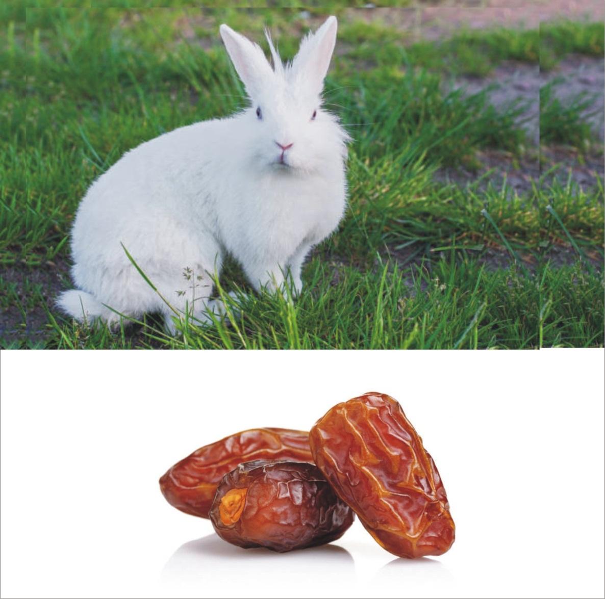 Can Rabbits Eat Dates _A white rabbit sitting on a green grass with three fruits of dried dates