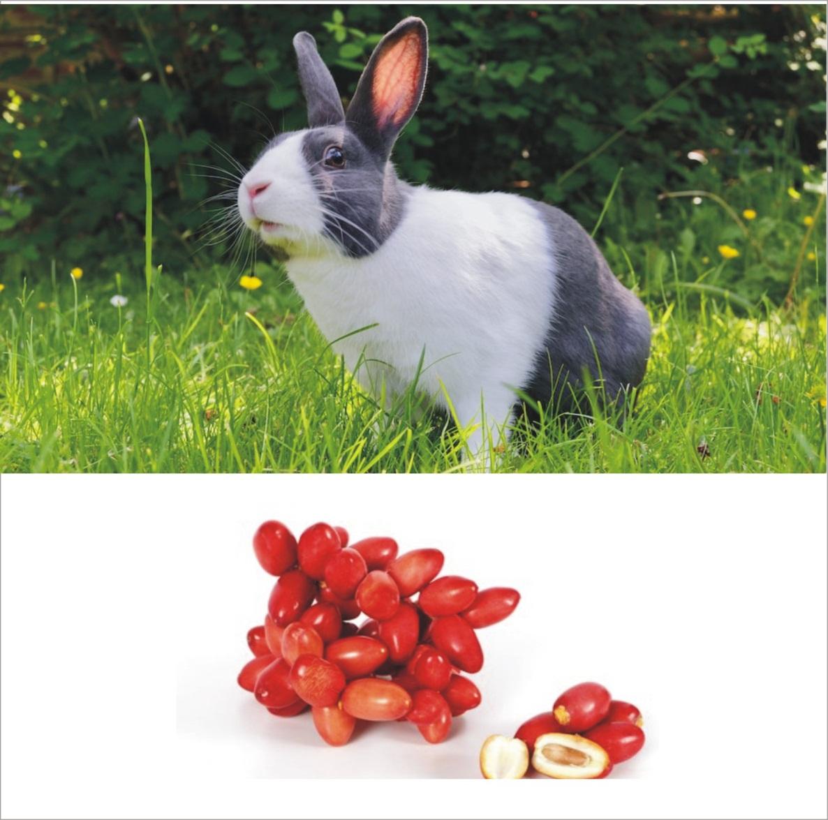Can Rabbits Eat Dates _A young black and white rabbit looking on with a bunch of fresh red dates