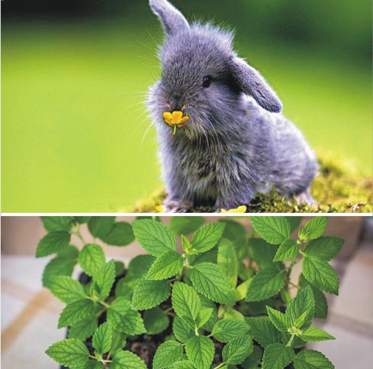 Can rabbits eat acorns _ A grey-bluish young pet rabbit with a group of fresh catnip leaves