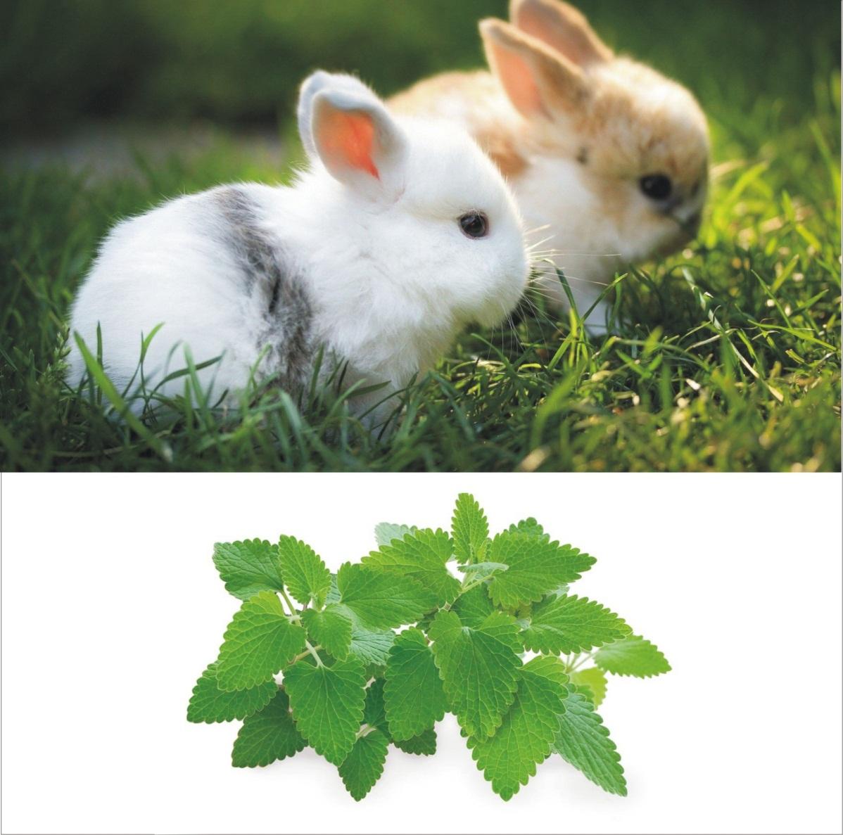 Can rabbits eat acorns _ Two young pet rabbits on the grass and a foliage of green catnip leaves