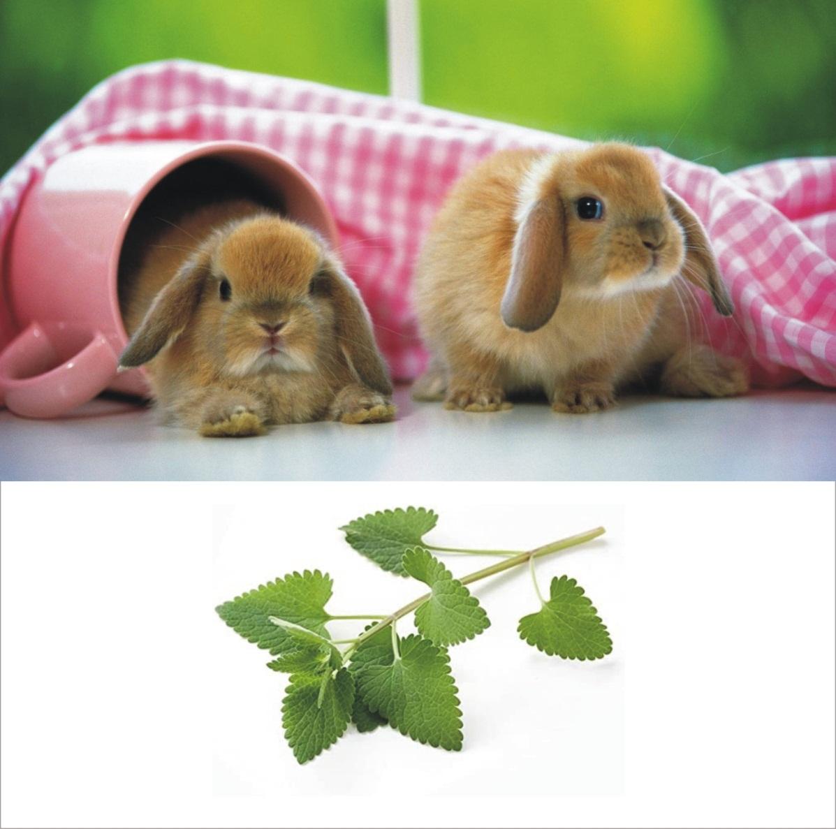 Can rabbits eat acorns _ Two young yellow rabbits on the floor and a branch with leaves of catnip