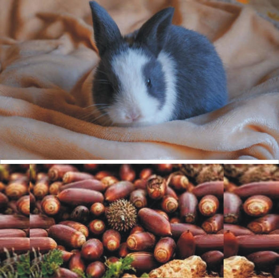 Can rabbits eat acorns _A black and white bunny sitting on a sheet and tons of harvested dried acorn fruits