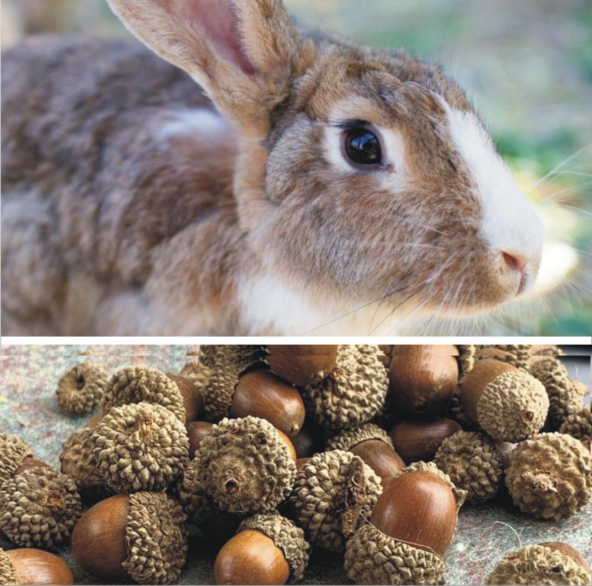 Can rabbits eat acorns _A brown pet bunny and a bunch of dried acorn nuts