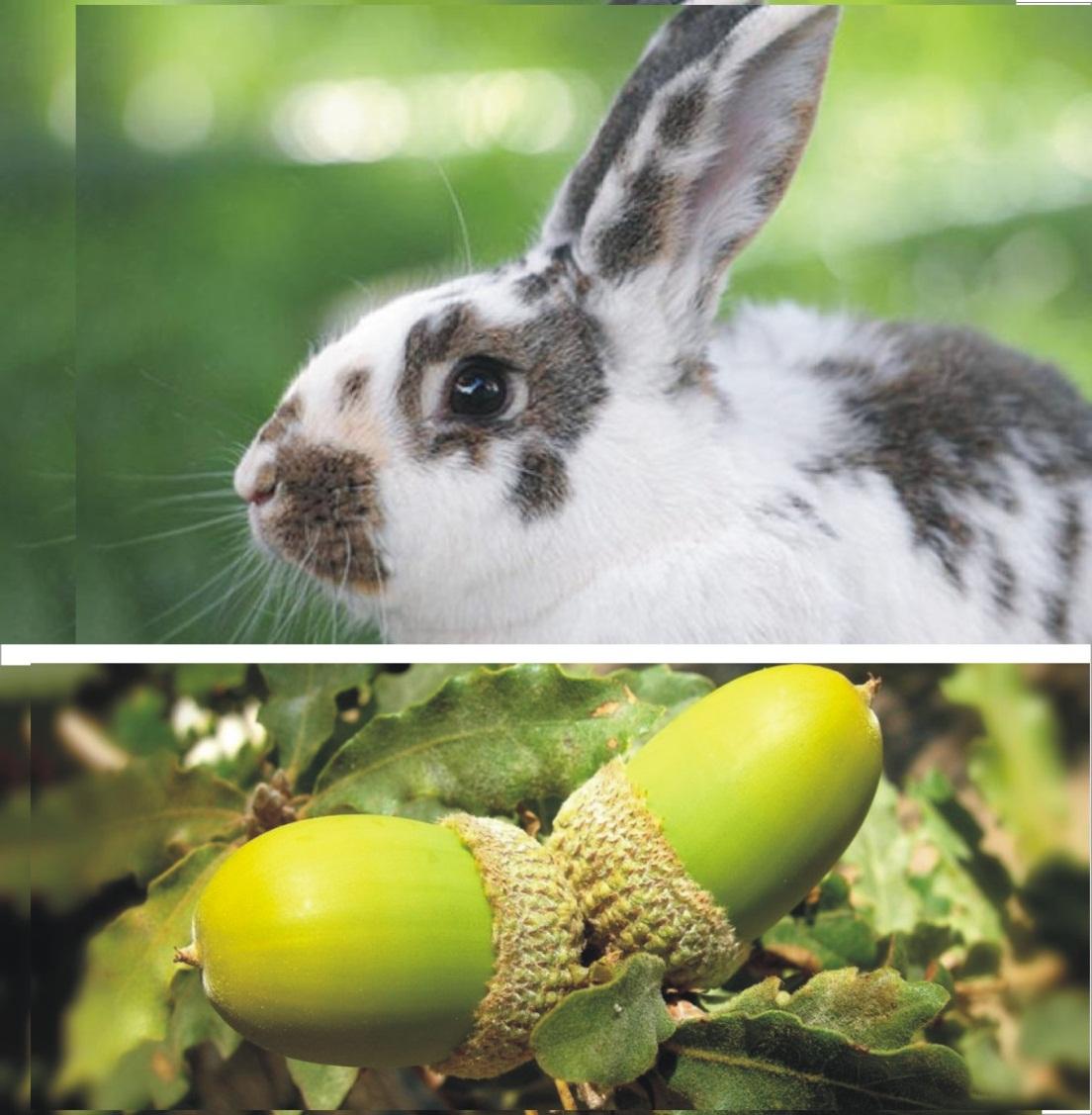 Can rabbits eat acorns _A white, fresh rabbit with long ears 2 fresh fruits of acorns attached to a plantation