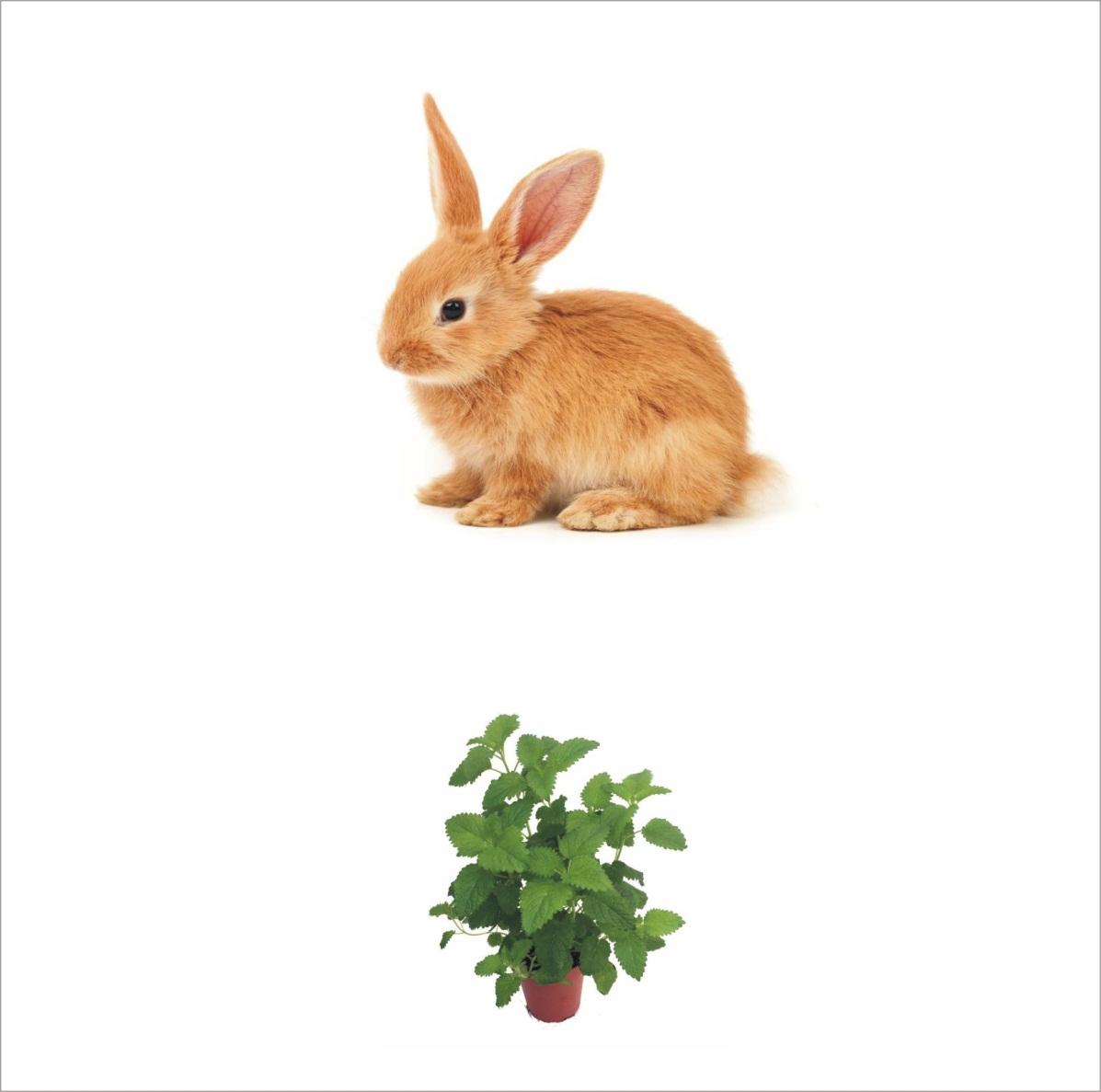 Can rabbits eat acorns_A cute yellowish pet rabbit and a vase of indoor catnip plant