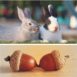 Can Rabbits Eat Acorns?