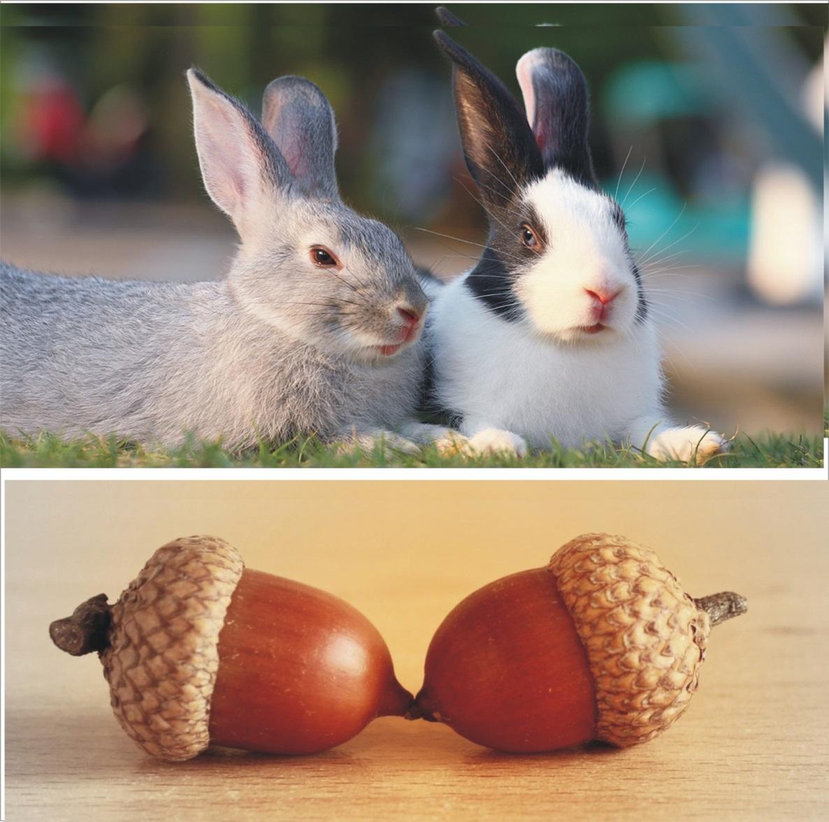 Can rabbits eat acorns_A white, fresh rabbits pairing up in the sunrise and 2 fruits of acorns lined next to each other