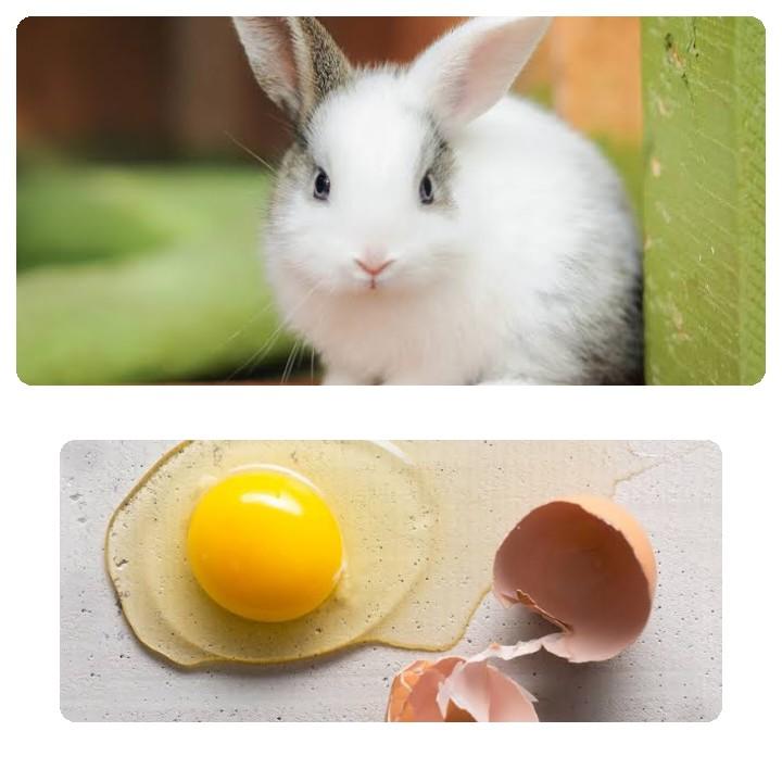 Can Rabbits Eat Eggs_ a rabbit and raw egg