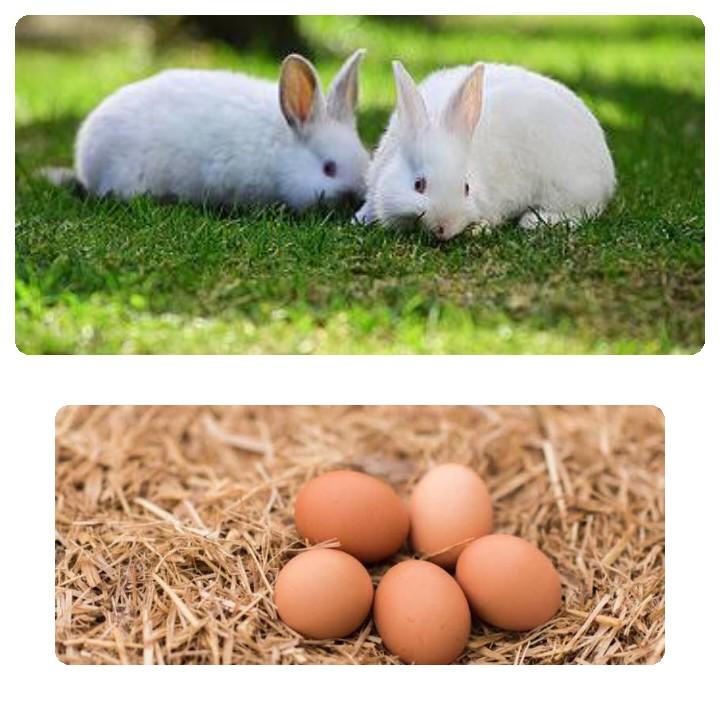 Can Rabbits Eat Eggs_ two rabbits and eggs