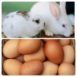 Can Rabbits Eat Eggs?