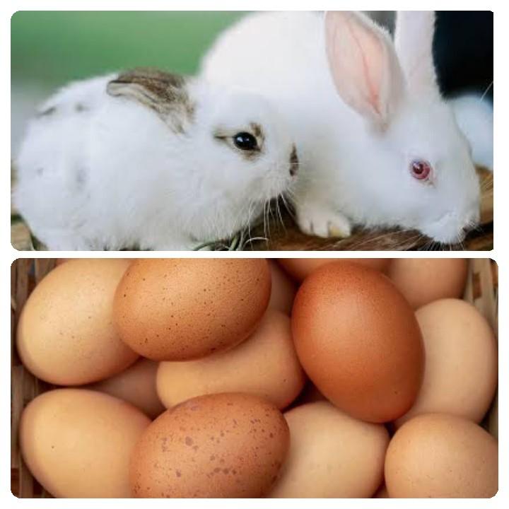 Can Rabbits Eat Eggs_Two rabbits and eggs