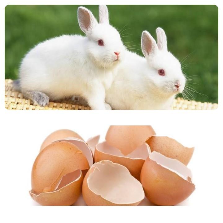 Can Rabbits Eat Eggs_two rabbits and eggshells