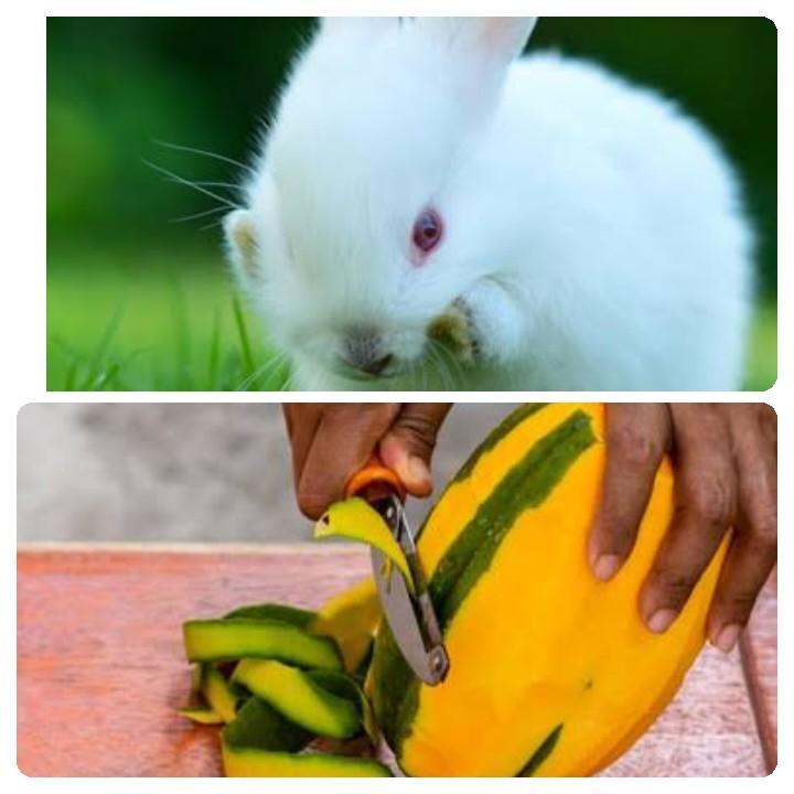 Can Rabbits Eat Papaya_ a rabbit and a peeled papaya