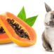 Can Rabbits Eat Papaya?