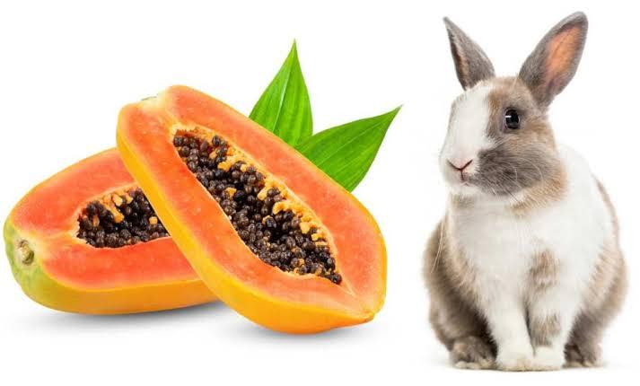Can Rabbits Eat Papaya_ a rabbit and papaya fruit