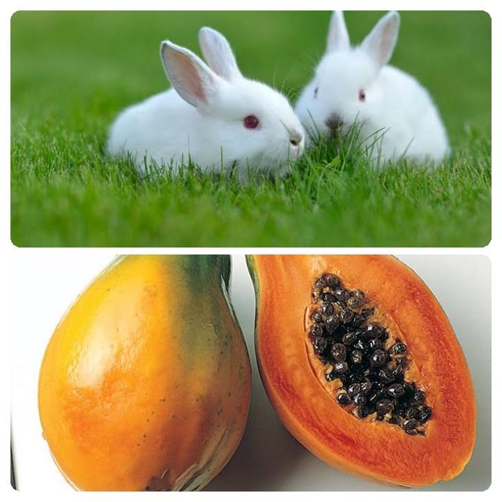 Can Rabbits Eat Papaya_ two rabbits and papaya fruits
