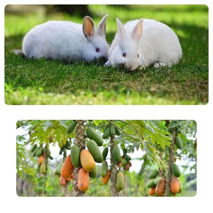 Can Rabbits Eat Papaya_ two rabbits and papaya plantation