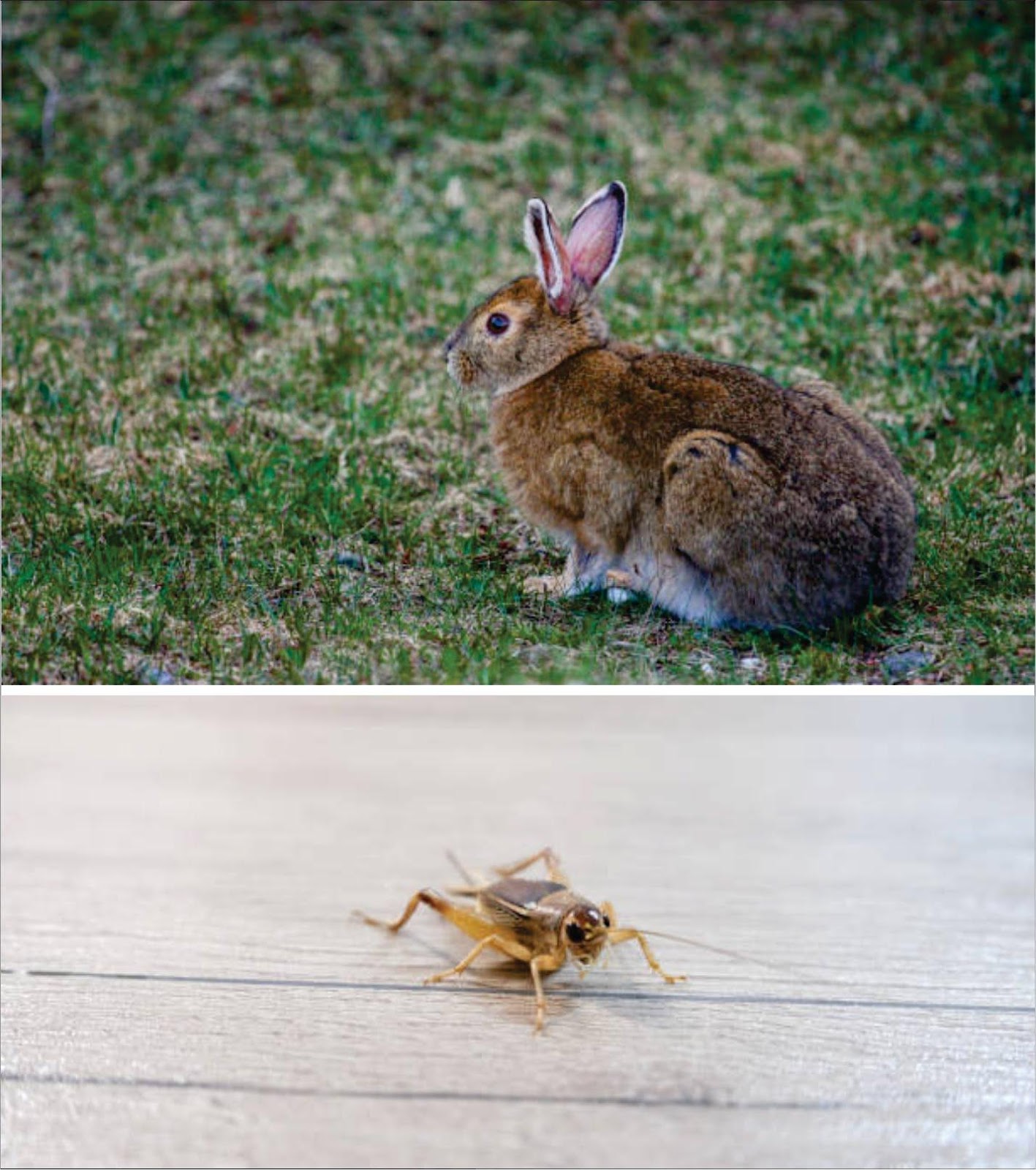Do bunnies eat insects _A brown pet rabbit eating grass and a close up photo of a cricket