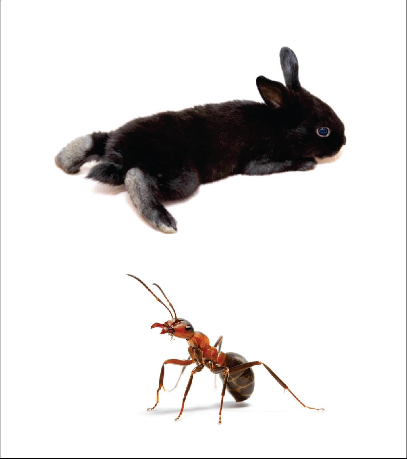 Do bunnies eat insects _A close up photo of a black baby rabbit with short tail and a red toxic ant