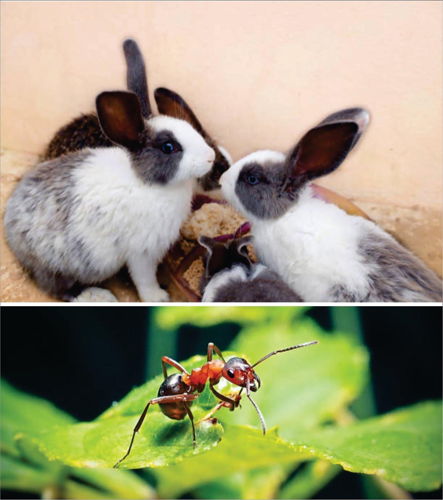 Do bunnies eat insects _A group of multicolour pet rabbits eating food and a close up view of a European red wood insect