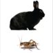 Do Bunnies Eat Insects?