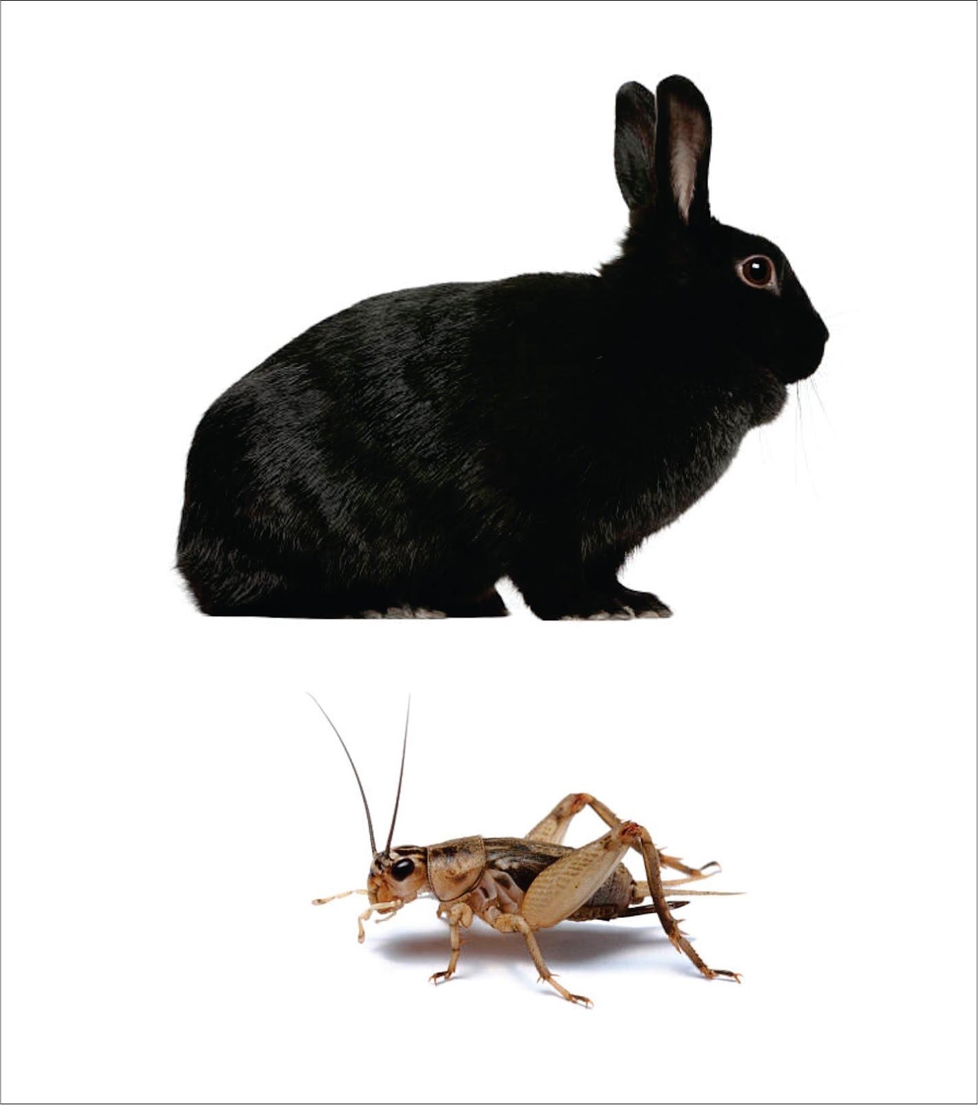 Do bunnies eat insects _A one year old black rabbit looking on and a close up view of a brown cricket