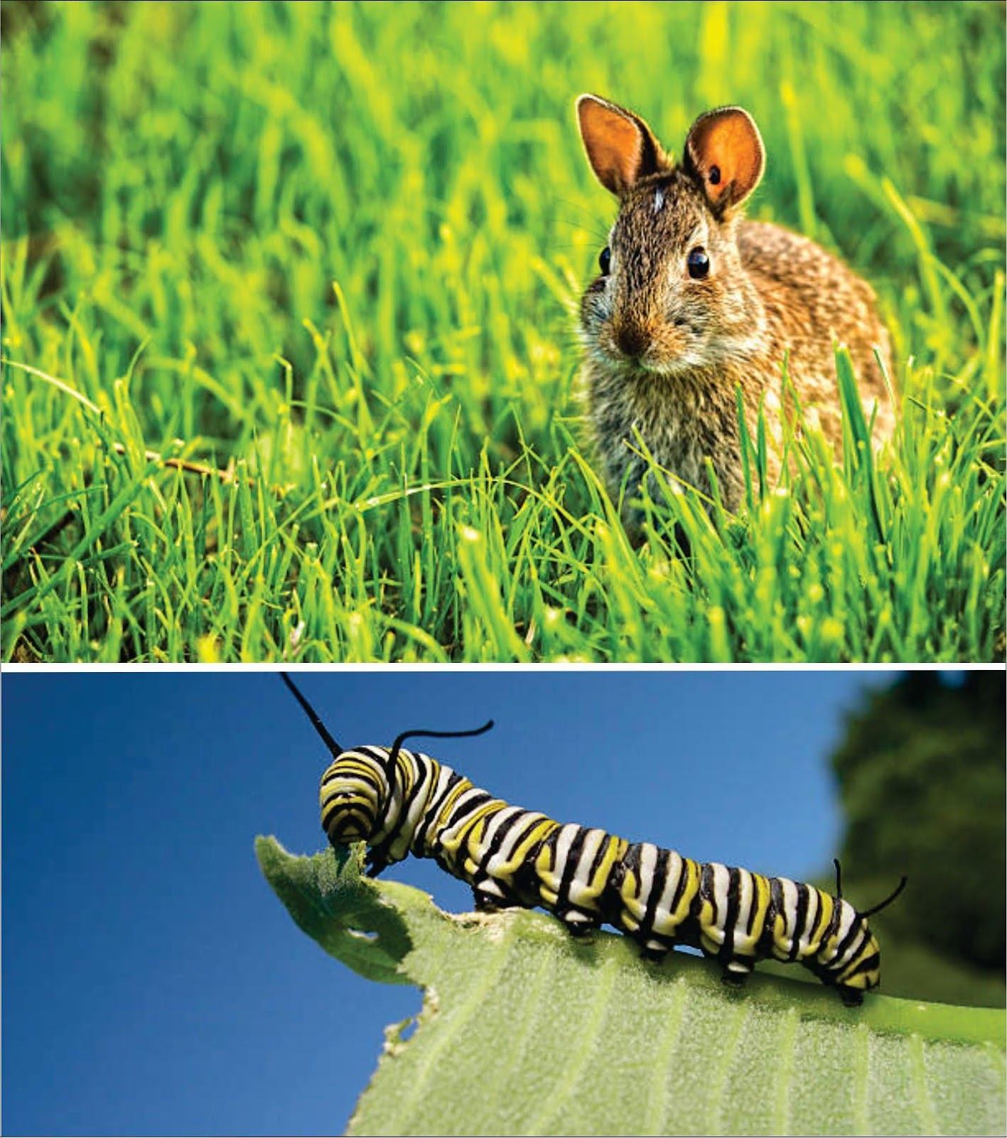 Do bunnies eat insects _An eastern cottontail rabbit in a green grass and eating food and a close up view of a monarch caterpillar eating a leaf