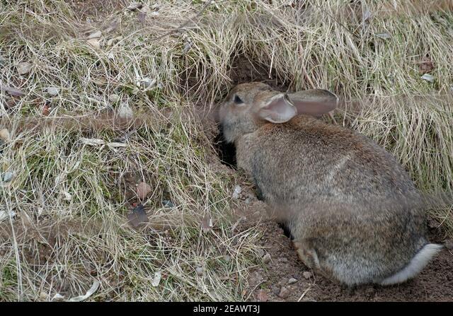 Why do rabbits dig holes then fill them in _A well-grown brown rabbit digging a hole around a ridge of soil
